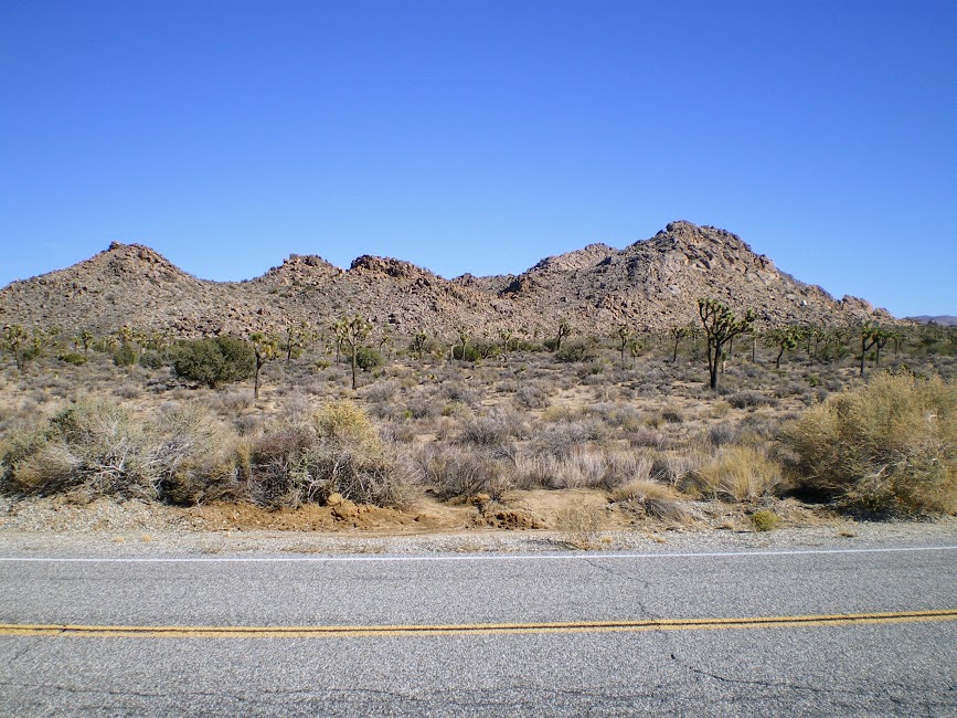 Joshua Tree